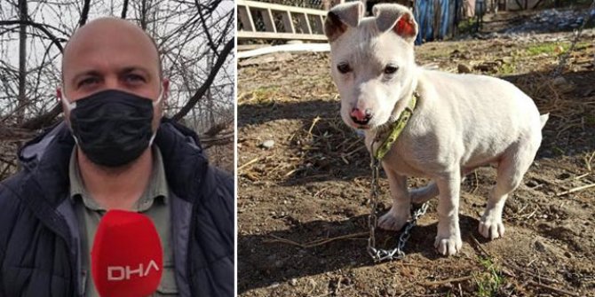 Kayıp köpeğini bulana para ödülü verecek