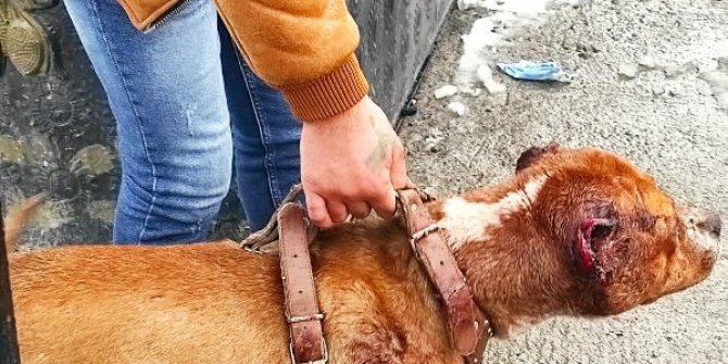 Köpeğe eziyet eden kişiye 11 bin 500 lira ceza kesildi