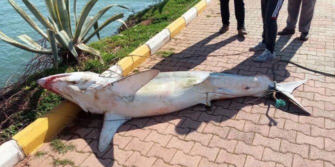 Antalya'da köpek balığı ölüsü sahile vurdu