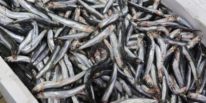Karadeniz’de hamsi azaldı, ‘çaça’ avı başladı