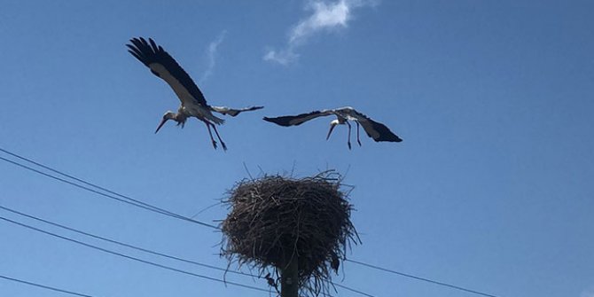 Leylekler yuvalarını böyle koruyor