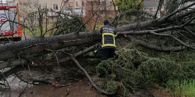 Kocaeli'de şiddetli rüzgar ağacı devirdi