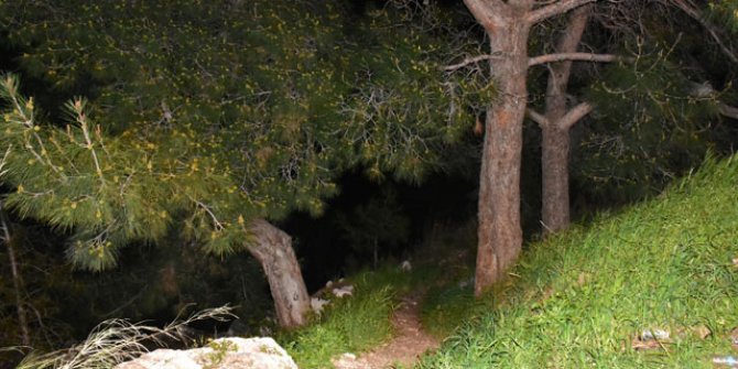 İzmir'de ormanlık alanda  kafatası ve kaburga kemikleri  bulundu