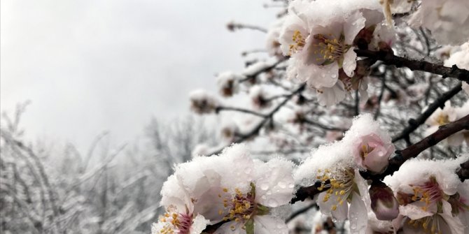 Meteorolojiden 7 il için zirai don uyarısı