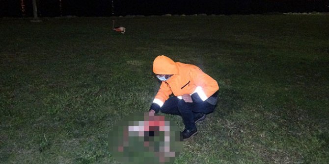 İzmir'de 9 flamingonun ölümü endişe uyandırdı