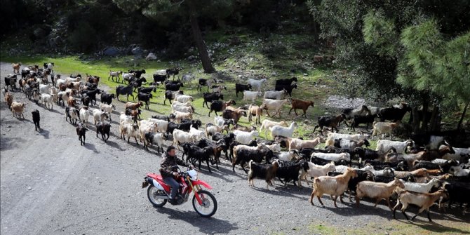 Bodrum'un 'teknolojik çobanı' sürüsünü 'drone' ile takip ediyor