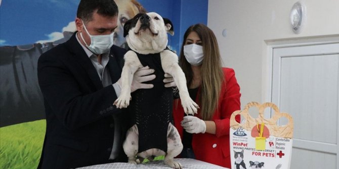 Niğdeli veteriner hekim kedi ve köpekleri 'Elizabeth yakası'ndan kurtaracak korseyle yurt dışına açıldı