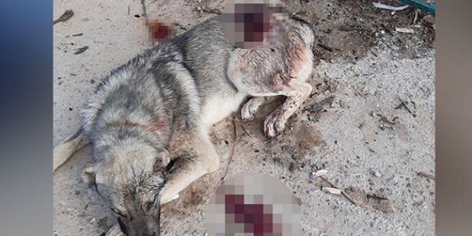 Denizli'de bahçedeki köpekleri bıçakladılar