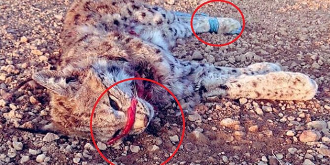 Niğde'de nesli tükenmekte olan vaşak, ağzı ve elleri bağlanmış ölü bulundu