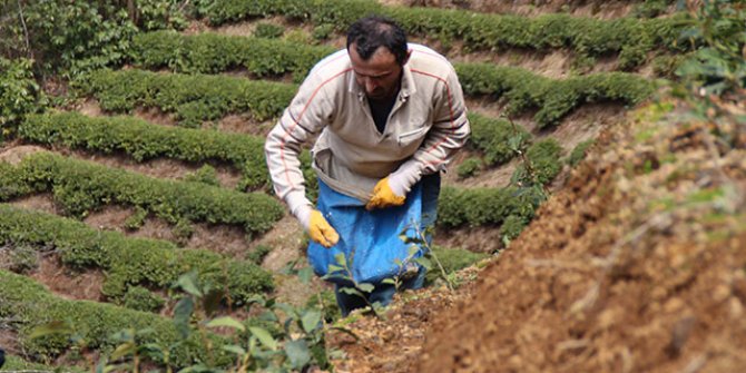 Doğu Karadeniz’de çay üreticilerine kısıtlama muafiyeti