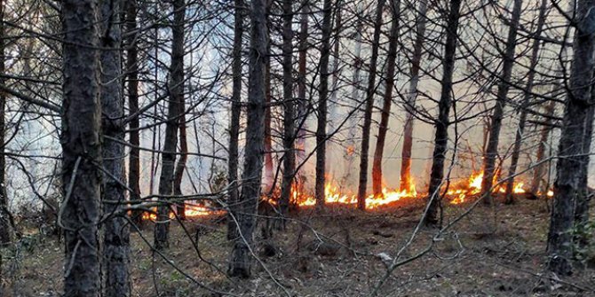 Tekirdağ'da orman yangını; 5 noktada çıktı 