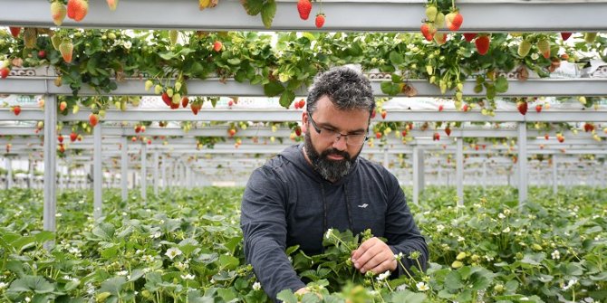 Bankacılığı bırakıp köyüne yerleşerek serada çilek üretimi yapmaya başladı