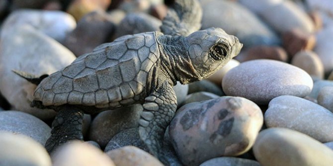 Caretta carettaların yuvadan çıkış süresi, iklim değişikliği nedeniyle 47 güne düştü