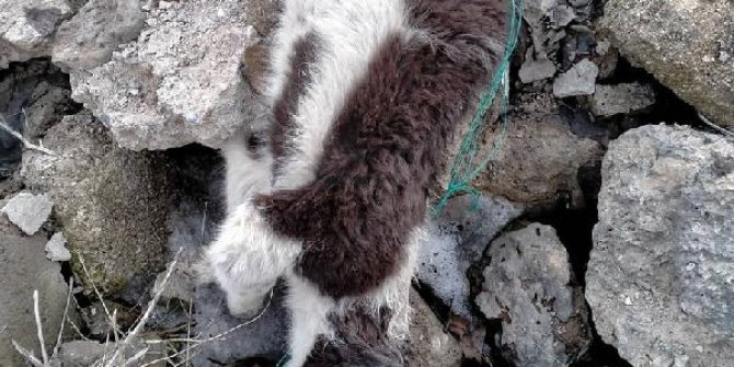 Van Çaldıran’da metruk binada çok sayıda köpek ölüsü bulundu