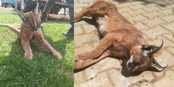 Muğla'da, nesli tükenme tehlikesinde olan 'Karakulak' ölü bulundu