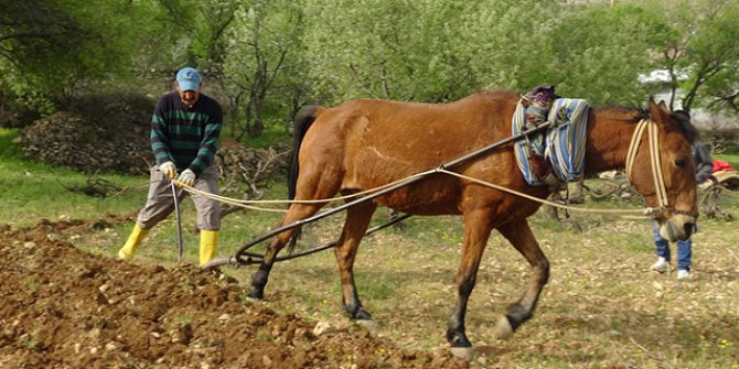 Batman'daki engebeli tarlalar, binlerce yıllık gelenekle sürülüyor