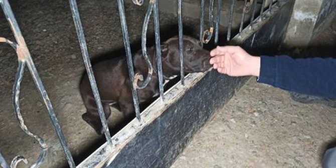 Veteriner teknikerinin bahçesinde beslediği pitbull cinsi köpeğe el kondu