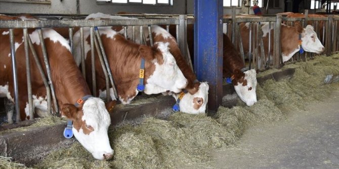 Damızlık düve yetiştiricilerinden destekleme kapasitesinin altına düşenlere taahhüt süresini artırma imkanı