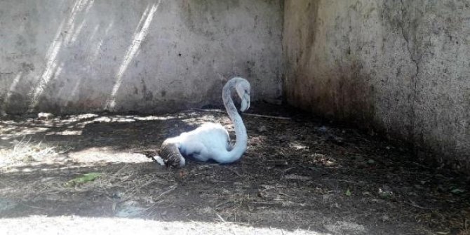 Dere yatağında bulunan yavru flamingo, sağlık kontrolünden geçirildi