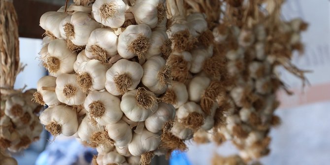 Taşköprü sarımsağı AB'den coğrafi işaret tescili aldı