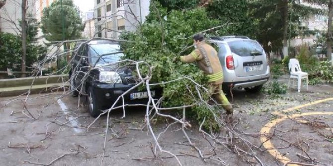 Kadıköy'de otomobillerin üzerine ağaç devrildi