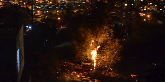 Bodrum'da makilik alanda yangın