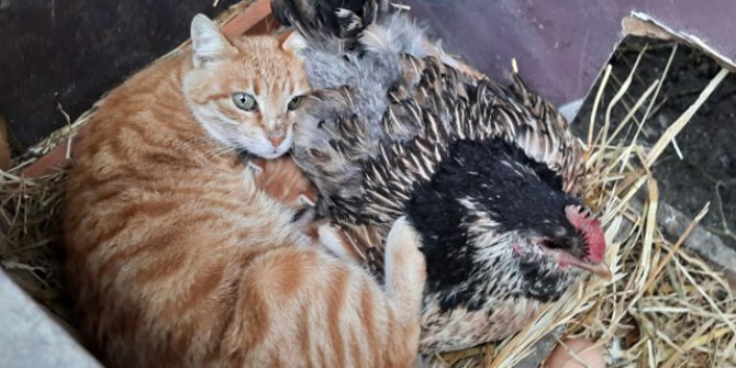Yavru kedilerin ‘nöbetçi annesi’