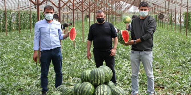 Antalya'da seralarda üretilen yılın ilk karpuzlarının hasadına başlandı