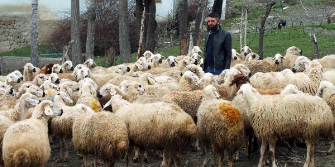 Yozgat'ta 48 üreticiye 100'er koyun