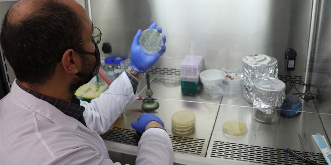 Iza buğdayının kökündeki bakteriden üretilen gübreyle verim artışı sağlandı