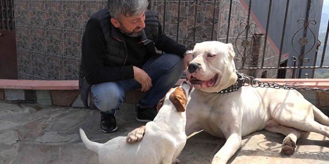 'Dogo Argentino' ırkı köpeklerine yargı kararıyla kavuştu