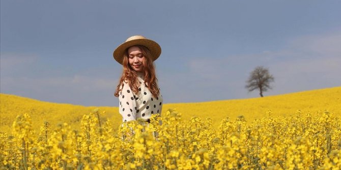 Altın sarısı kanola tarlaları fotoğrafçılara doğal stüdyo imkanı sunuyor