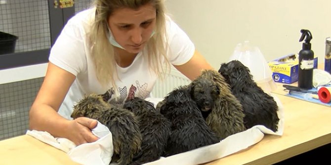 Ankara'da foseptik çukurunda bulunan 6 yavru köpek tedaviye alındı