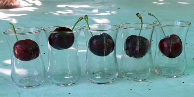 Çay bardağına sığmayan Lapseki kirazı gün sayıyor