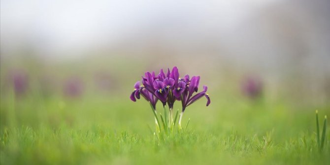 Munzur Vadisi Milli Parkı baharın müjdecisi çiçeklerle renklendi