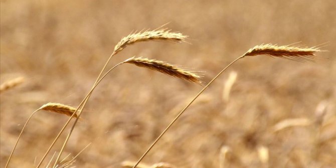 Buğdayda bu sezon rekolte beklentisi 19 milyon ton