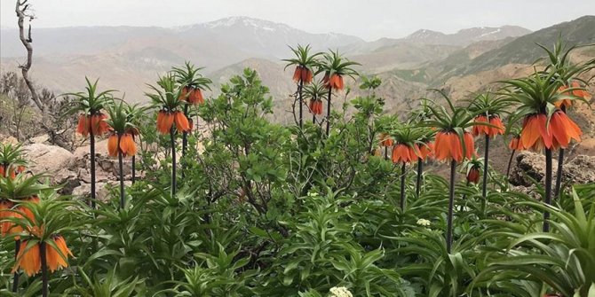 Baharın müjdecisi 'ağlayan gelin' fotoğraf tutkunlarının ilgisini çekiyor