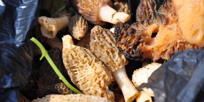 'Kuzugöbeği' mantarı, kilosu 200 liradan alıcı buluyor