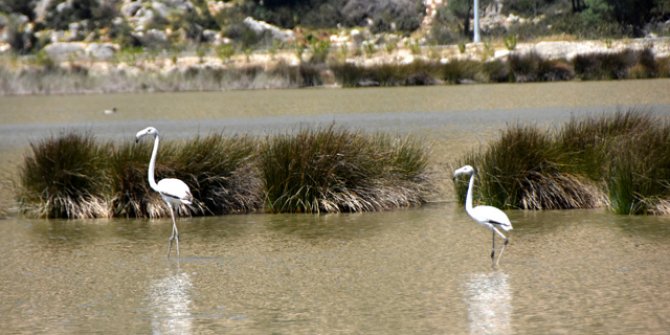 Noel Baba Kuş Cenneti'nde bu yıl 2 flamingo ayrılmadı