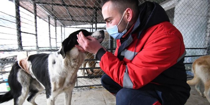 Sahipsiz kedi ve köpekler, aşılanıp sahiplendiriliyor