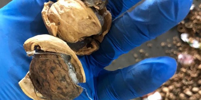 153 kilo afyon sakızını, ceviz kabuklarının içine gizlemişler