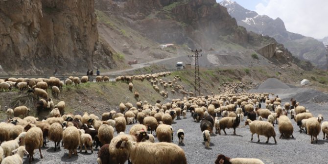 Hakkari'de yayla göçü