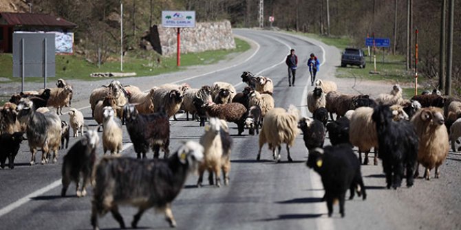 Yayla göçü başladı, kara yolu sürülere kaldı
