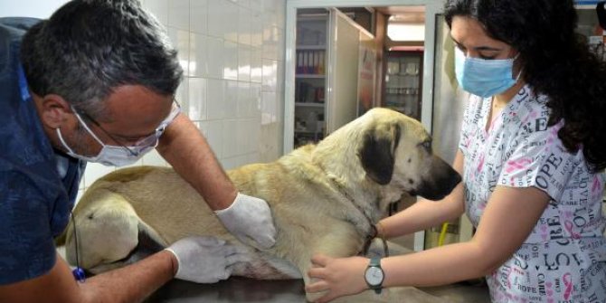 Evin önünde bağlı köpeğe silahlı saldırının 2 şüphelisi yakalandı