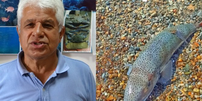 Prof. Dr. Gökoğlu: Denizde, kıyıda balon balığı görmeye alışmalıyız