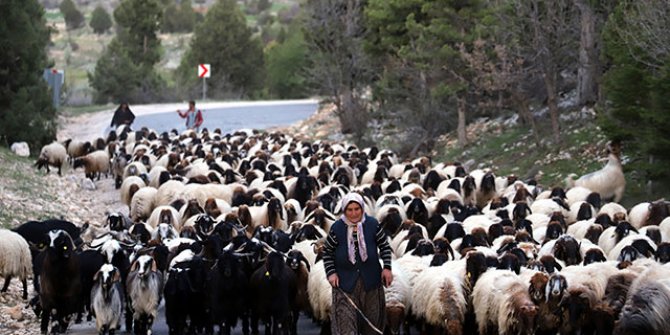 Sarıkeçili Yörüklerin 40 gün sürecek göçü başladı
