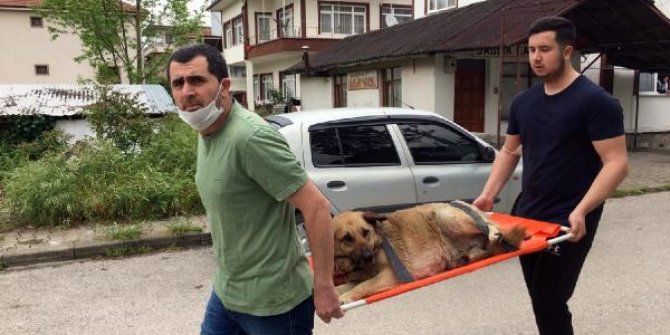 Otomobil çarpan köpeği sedye ile veterinere taşıdılar