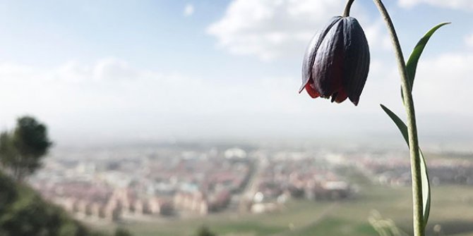 Palandöken'in ters laleleri göz kamaştırıyor