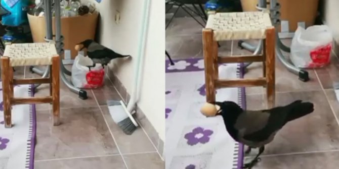 Karganın balkondaki yumurtayı alma anı görüntülendi