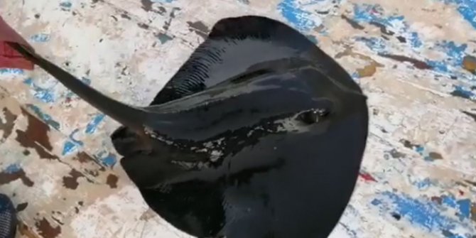 Nesli tehlike altındaki mor vatoz, oltaya takıldı